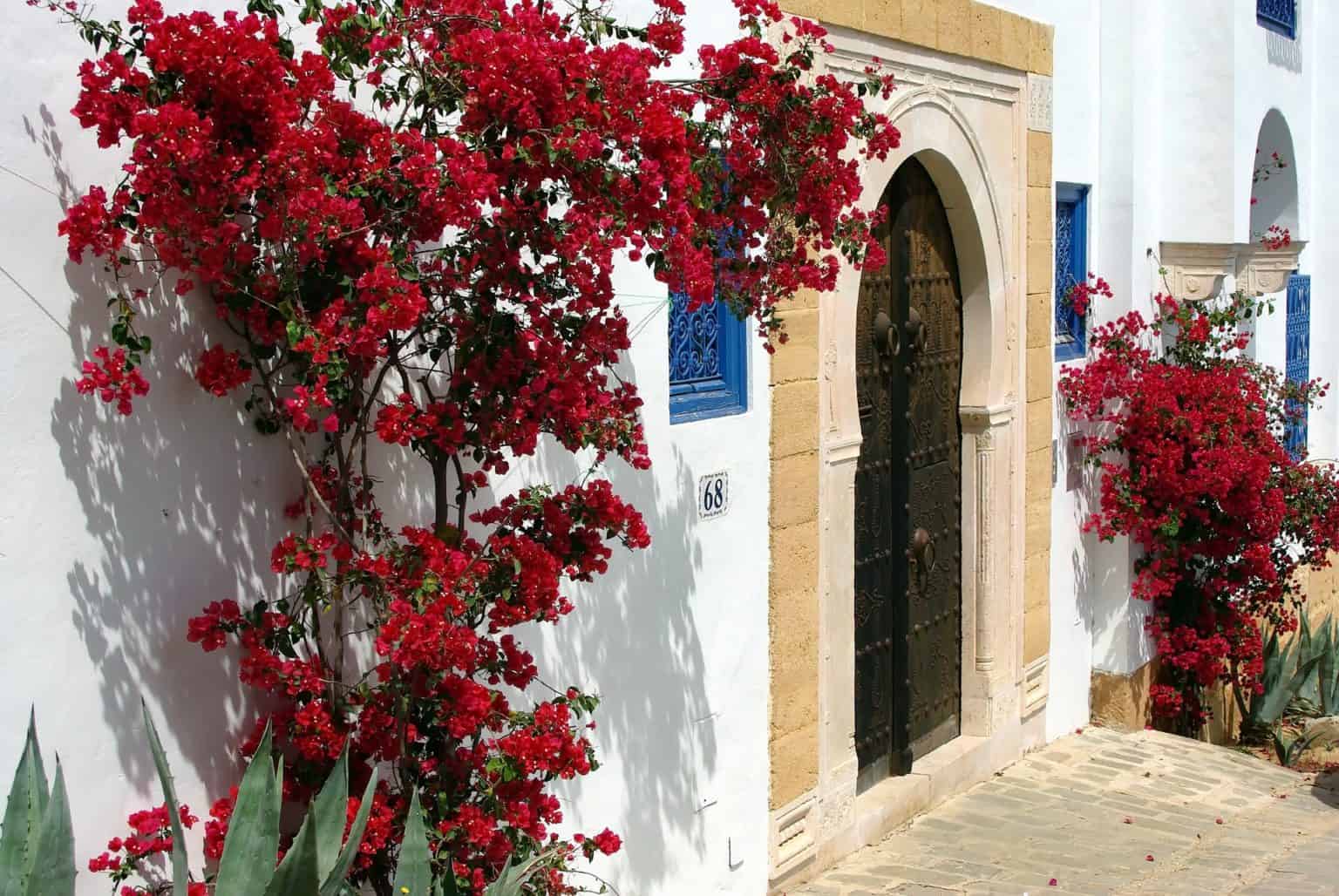The best of Sidi Bou Said city Walking tour