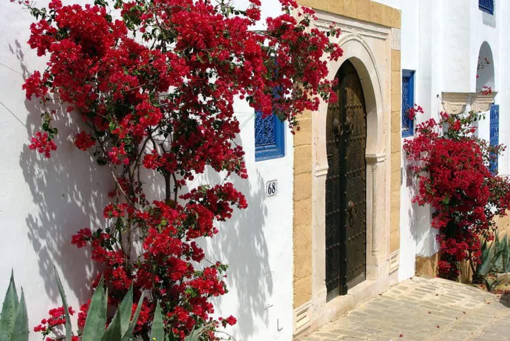 Artistic Sidi Bou Said Walking tour