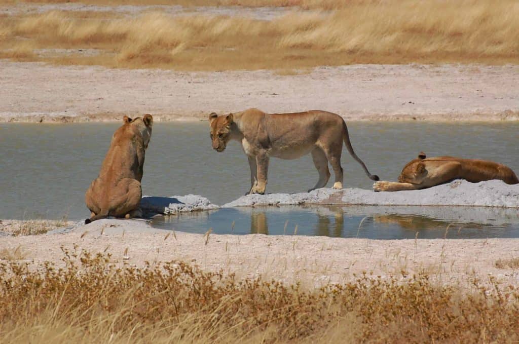 Exclusive Cat Unlimited and Game Drive Tour
