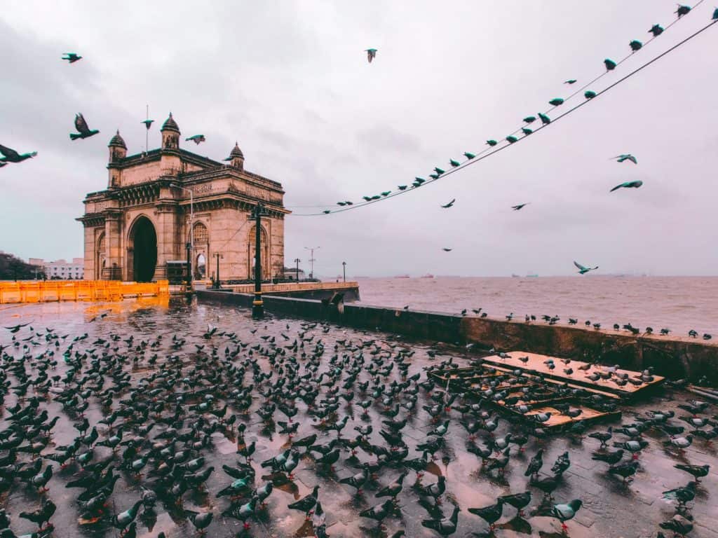 flock-of-birds-gathering-on-concrete-pavement-near-sea-2480956