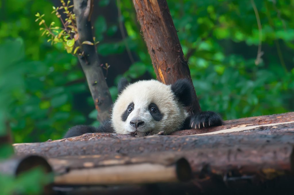 Exclusive Chengdu Tour with Private Car Giant Pandas and Leshan Buddha