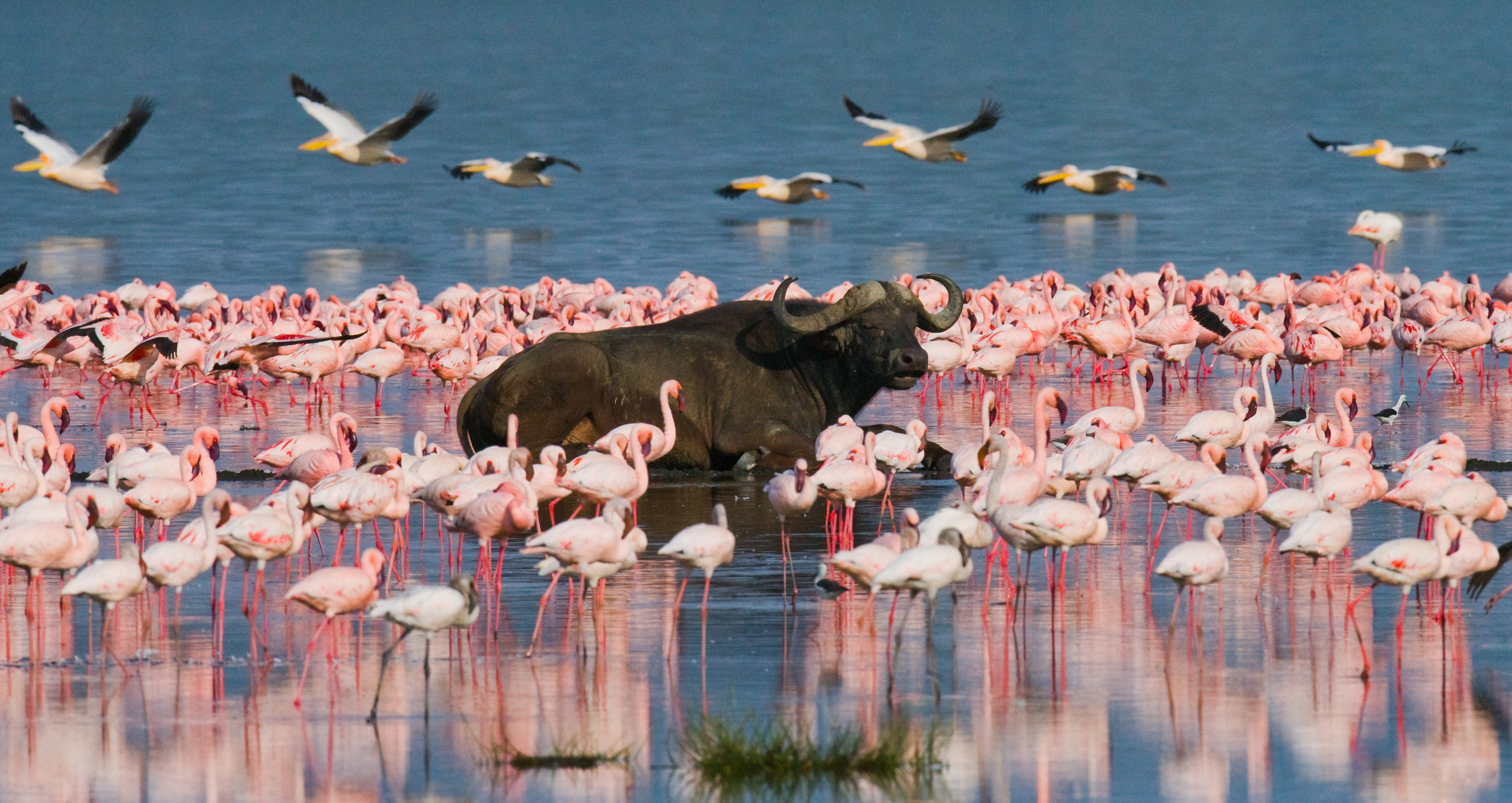 Scenic Lake Nakuru National Park Private Day Tour from Nairobi